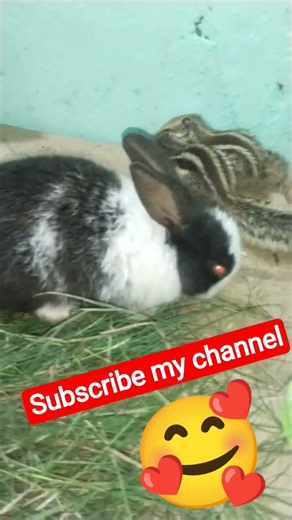 So cuite ♥️Rabbit ♥️ and ❤️Squiral 🐇😍🥰💯🎊