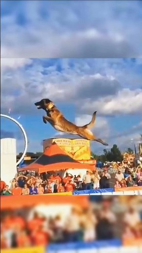 k9 TRAINING,police Dog training 🐕#shorts sh#animals ani#animals ani#pets