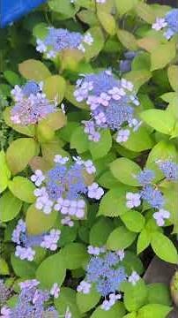 Enjoying hydrangea blossoms!