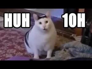 Cat saying Huh for 10 hours