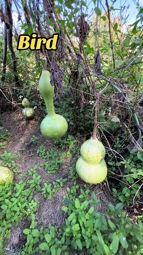 8K views · 267 reactions | Bird house gourds harvested #gourds #birdhouse #birdhousegourds #chaosgardening | James Weston | Facebook