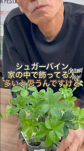 [Sugar Vine] Where to place it and how to water it #sugarvine