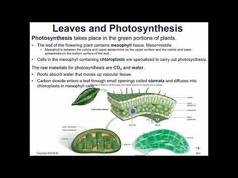 Bio 101 Chapter 7 Photosynthesis