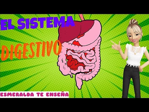 El Sistema Digestivo | El Cuerpo Humano | Esmeralda Te Enseña