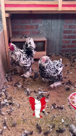Happy Chickens: A Guide to Raising Gallinas Felices