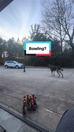 #germanshepherdsoftiktok #gsdoftiktok #dogsoftiktok #dogsandkids #gsdlover