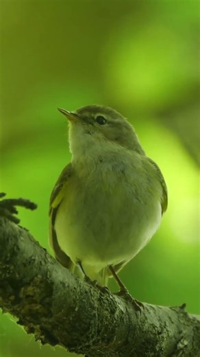 Double the Zen Two Birds, One Perfect 15 Second Song 🐦🌿 #Shorts