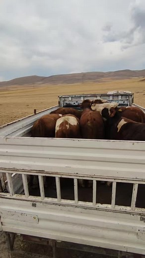 Cattle Management and Transport in a Livestock Trailer