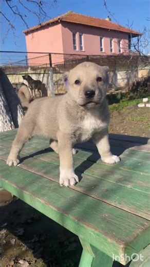 Meet the Newest American Dog Breed (and It's Awesome)