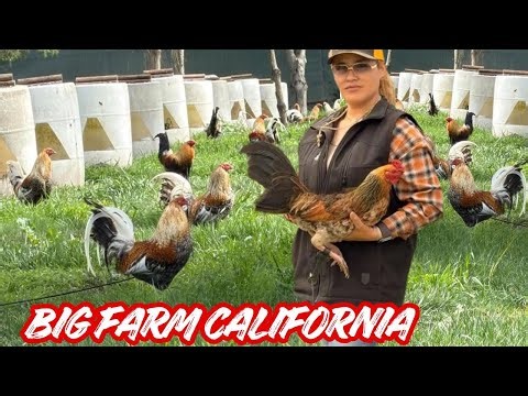 Hollister California 🇺🇸 Feeding Time Free Range Shape Chicken Coop Outdoor Breeding Pens 🇺🇸