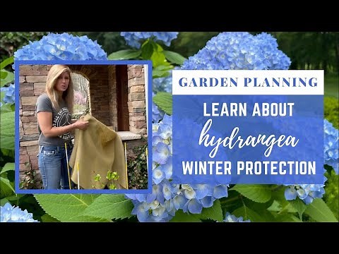 Garden Planning - Learn About Hydrangea Winter Protection