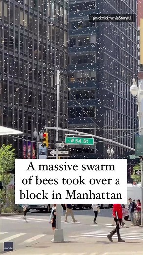 75K views · 3.1K reactions | Watch a massive swarm of bees take over a block in the middle of New York City. | CBS News | Facebook