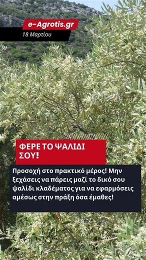 ΔΩΡΕΑΝ ΣΕΜΙΝΑΡΙΟ ΣΤΟ ΡΕΘΥΜΝΟ ΜΑΘΕ ΤΑ ΜΥΣΤΙΚΑ ΣΤΟ ΚΛΑΔΕΜΑ ΤΗΣ ΕΛΙΑΣ ΓΙΑ ΝΑ ΒΓΑΛΕΙΣ ΚΟΡΥΦΑΙΟ ΕΛΑΙΟΛΑΔΟ