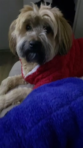 Nela #España 🇪🇸 vs Bruno #Argentina 🇦🇷Outfit invernal en #chile 🧥🐾