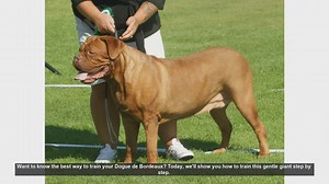 How to Train Your Dogue de Bordeaux: Step-by-Step Guide