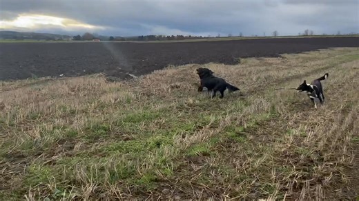 This weeks Fursty Thursday Squad 🐾 | Fursty Walks