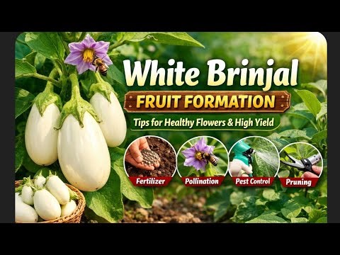 White Brinjal Fruit Formation | Complete Guide for Healthy Flowers & High Yield