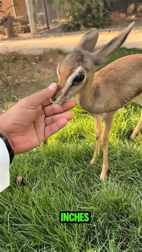 Top 5 Rare & Super Cute Animals You’ve Never Seen 🐾 #animals