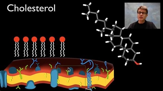 Lipids video-from Bozeman Science Mr. Andersen