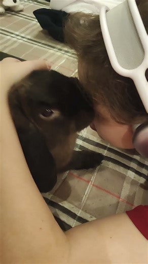 Who is this affectionate one? #rabbit #cute #animals
