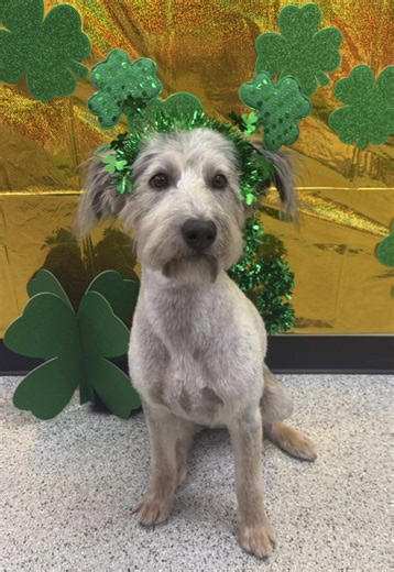 Meet the New Clover: Grooming Transformation!