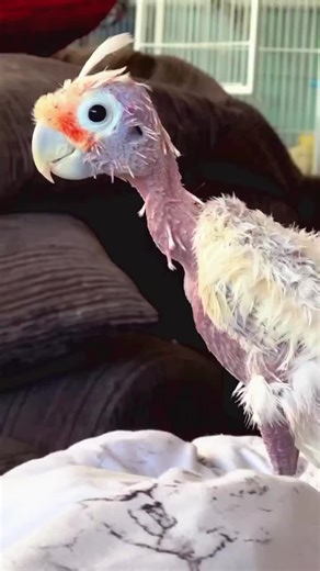 Cockatoo Care Tips for Bird Enthusiasts