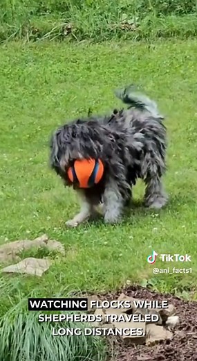 Bergamasco Sheepdog: Nature's Unique Survival Tool