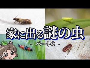 [Pictures] 6 Bugs That Appear in Your Home Part 3 | How to Exterminate and Control Them