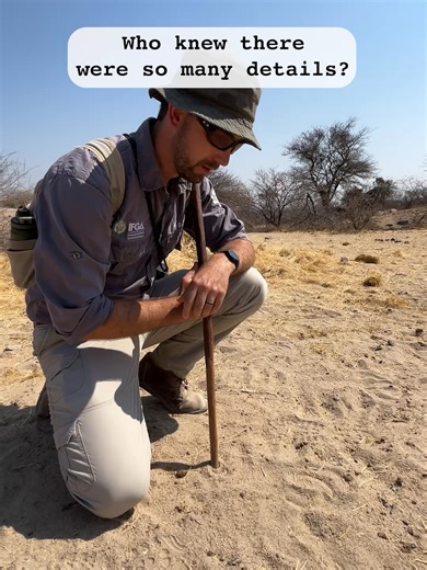 Come for the Eland facts, stay for the photo bomb midway 😆 Eland tracks can easily be confused with buffalo tracks - look for the hooked edge making it slightly asymmetrical to make sure you know which animal you’re trailing! Thanks @friedrichkrantz 🙌 Out Here : We Live 🐾 #bushwisefieldguides #fieldguidetraining #trackandsign #animaltracking #safariguide