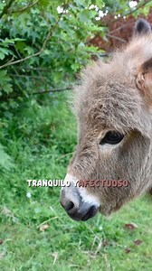 Así es el burro miniatura: tamaño pequeño, mente brillante #burrominiatura #minidonkeys #curiosidades #datoscuriosos #fypシ | Entre Lo Raro Y Lo Real