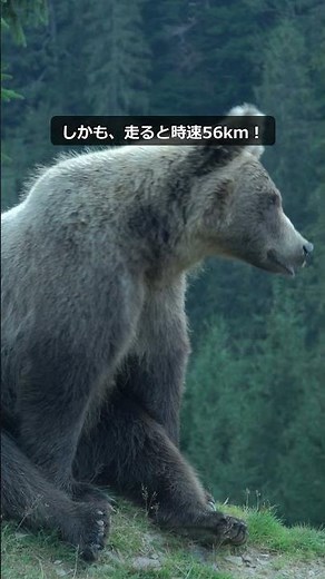 グリズリーが時速56kmで走る理由...🐻 #Shorts #爬虫類 #特有種 #水族館