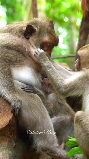Beautiful Mom & baby Beautiful Animals Relaxing & Stress Relief