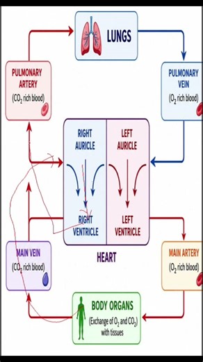 Transportation in Animals | Class 10 Biology | Blood Circulation Explained 🩸❤️