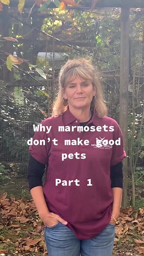 Why Marmosets Make Terrible Pets - Part 1