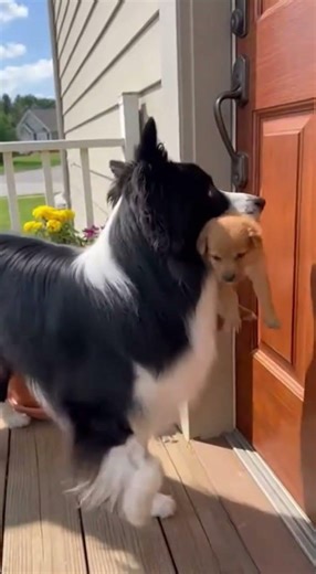 Hero Dog Rescues Puppy Stuck on Rails #dogs #animals #rescue