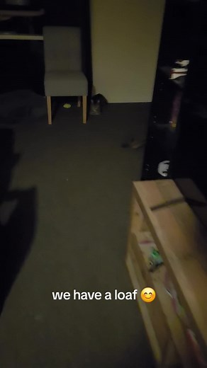 #cerebellumhypoplasia #wobblycatsyndrome #cat #cats #foryoupage #foryou #fyp