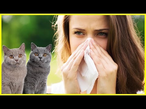 Cat Allergy - Recognize and Treat! ✅