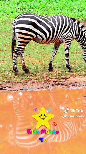 La Cebra 🦓 Video Infantil para Niños #bebes #niños #kids #niño #dibujosanimados #niña #nombresdeanimales #cebra #mamá #mama #niñez #jardin #inicial #escuelatiktok #escuelapublica #animales #animalesdedibujos #animalesparaniños #mundobebe