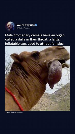 Physics Videos | Male dromedary camels has an organ called a dulla in its throat, a large, inflatable sac he extrudes from his mouth when in rut to assert... | Instagram