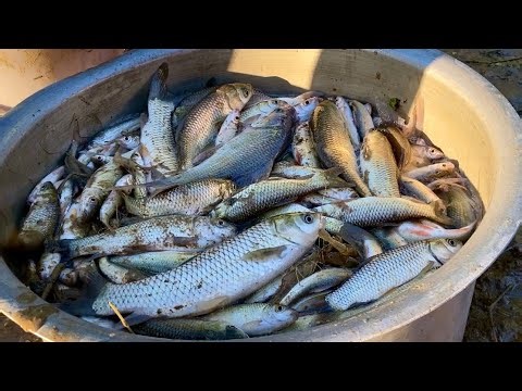 Fresh Fish Catch | Cooking Up a Super Tasty Dish | Local Fish | Naga Kitchen