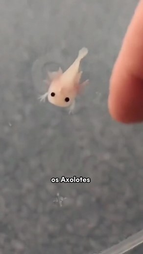 Axolote: O Animal Neotênico Esquecido da Natureza