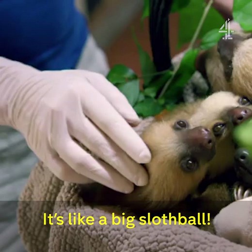 Stop what you're doing and watch this basket of baby sloths being fed. | Channel 4