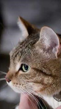Stop Your Cat’s Sneezing – Quick Tips You Can Try Today!
