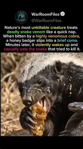 This Animal Survives Cobra Bites 😳