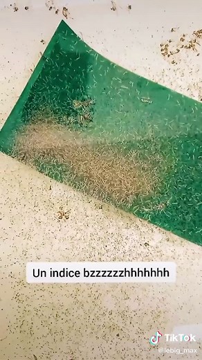 Pov a l'insectarium #biologie #science #insecte #santé #pov