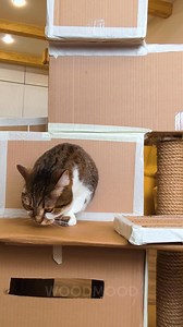 12K views · 62 reactions | Easy Cardboard Castle DIY for Cats | Wood Mood | Facebook