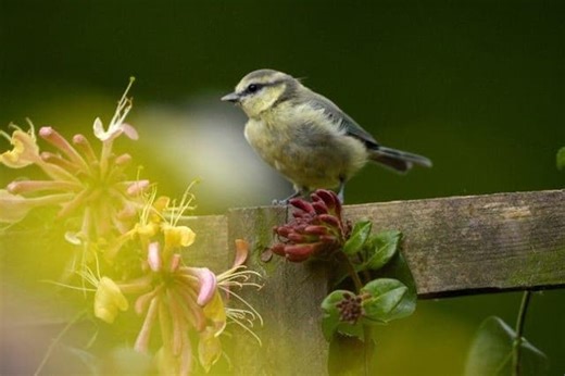 Redrow and RSPB - working together for five more years