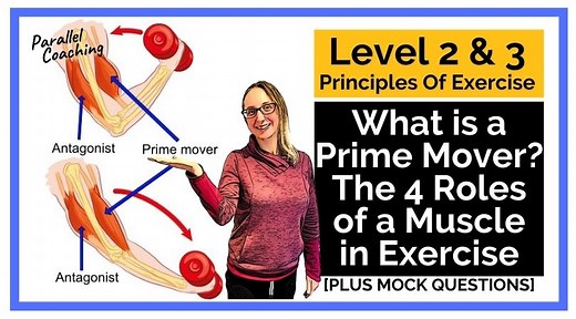What Is A Prime Mover Muscle 4 Roles That Muscles Play When We Exercise