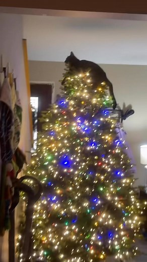 He is a star #bengalcat #normalizingnormal #christmasdecor | Emily Feret