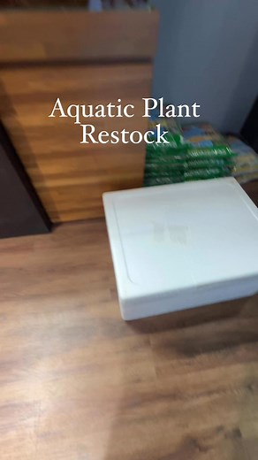 Anubias, Java Fern, Swords, Crypts, Stem Plants, Bolbitis, Baby Tears, Moss, all back in stock. #everevolvingexotics #reptileshop #tucson #arizona #plants #aquascape #paludarium #aquarium #bioactive | Ever Evolving Exotics